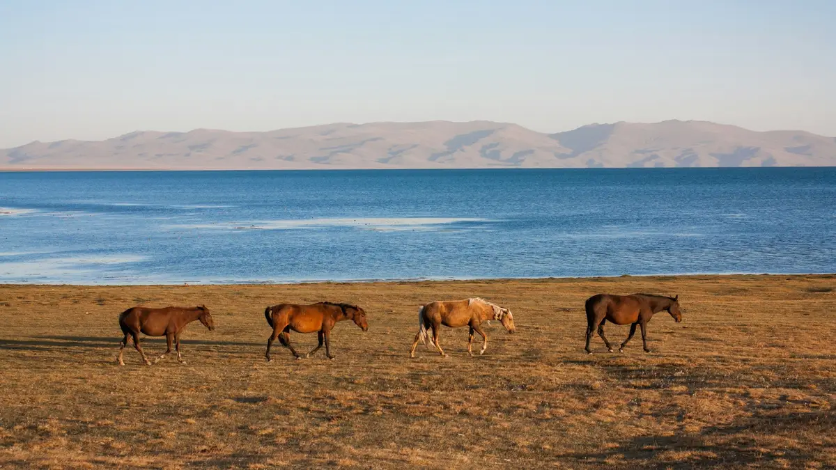 Voyage au Kirghizistan - 4 chevaux avancent sur la steppe qui borde le Lac Son Kul