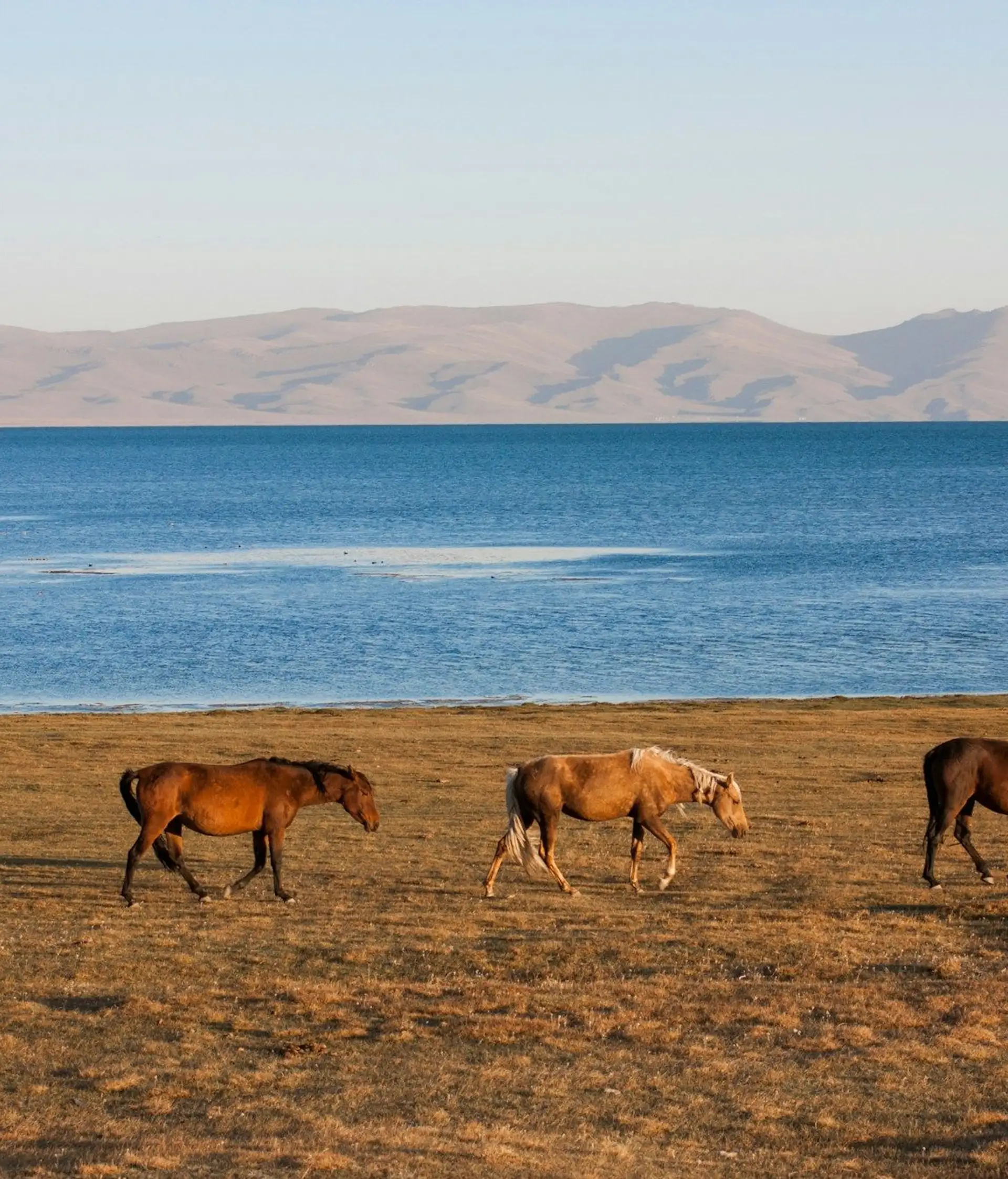 Voyage au Kirghizistan - 4 chevaux avancent sur la steppe qui borde le Lac Son Kul
