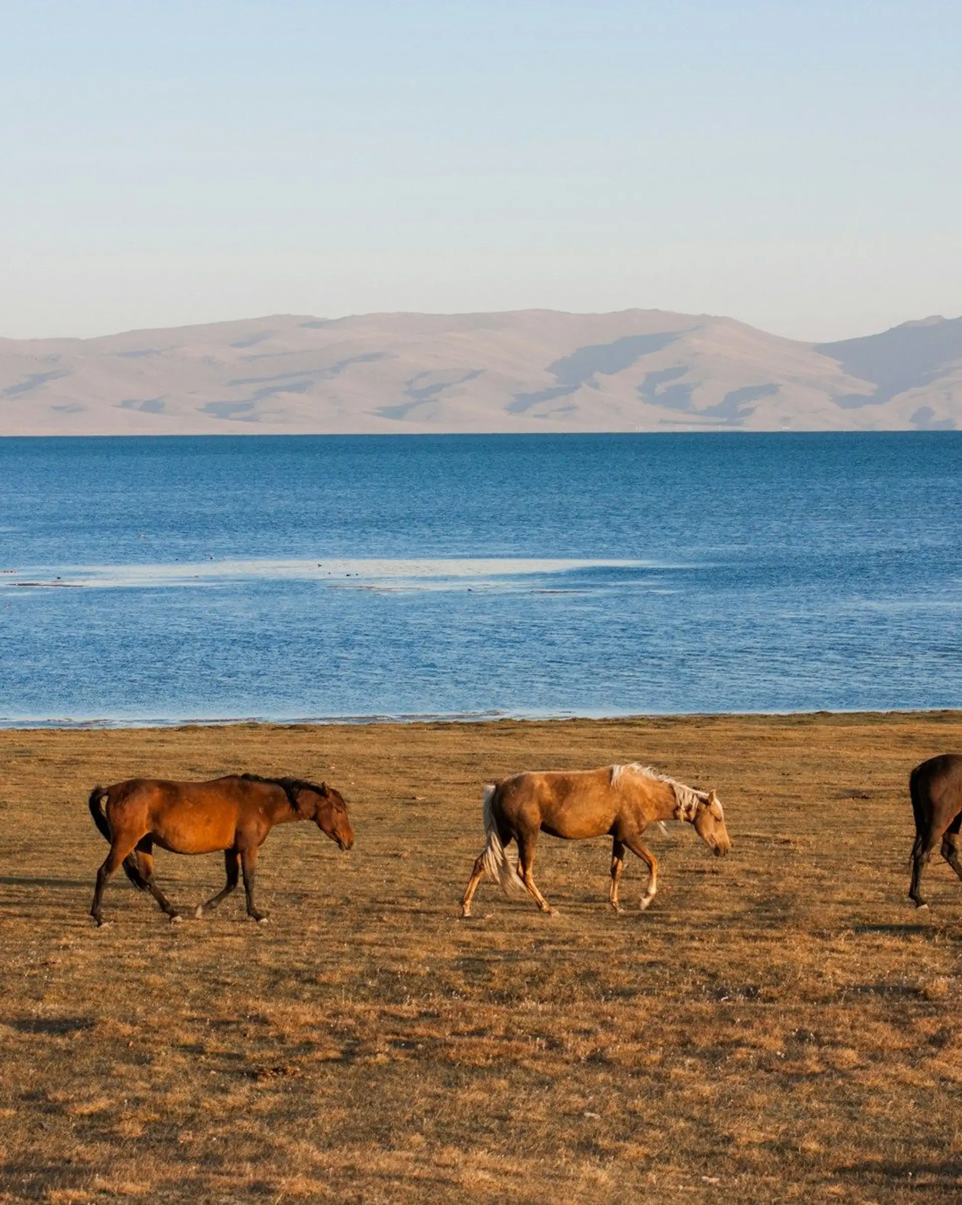 Voyage au Kirghizistan - 4 chevaux avancent sur la steppe qui borde le Lac Son Kul