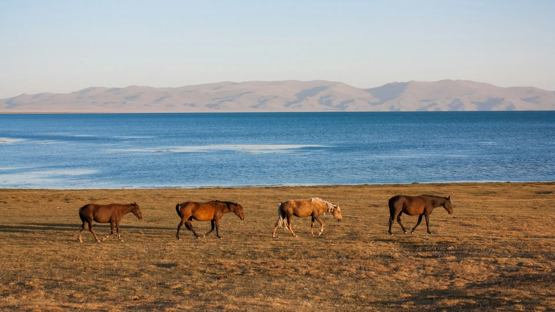 Voyage au Kirghizistan - 4 chevaux avancent sur la steppe qui borde le Lac Son Kul