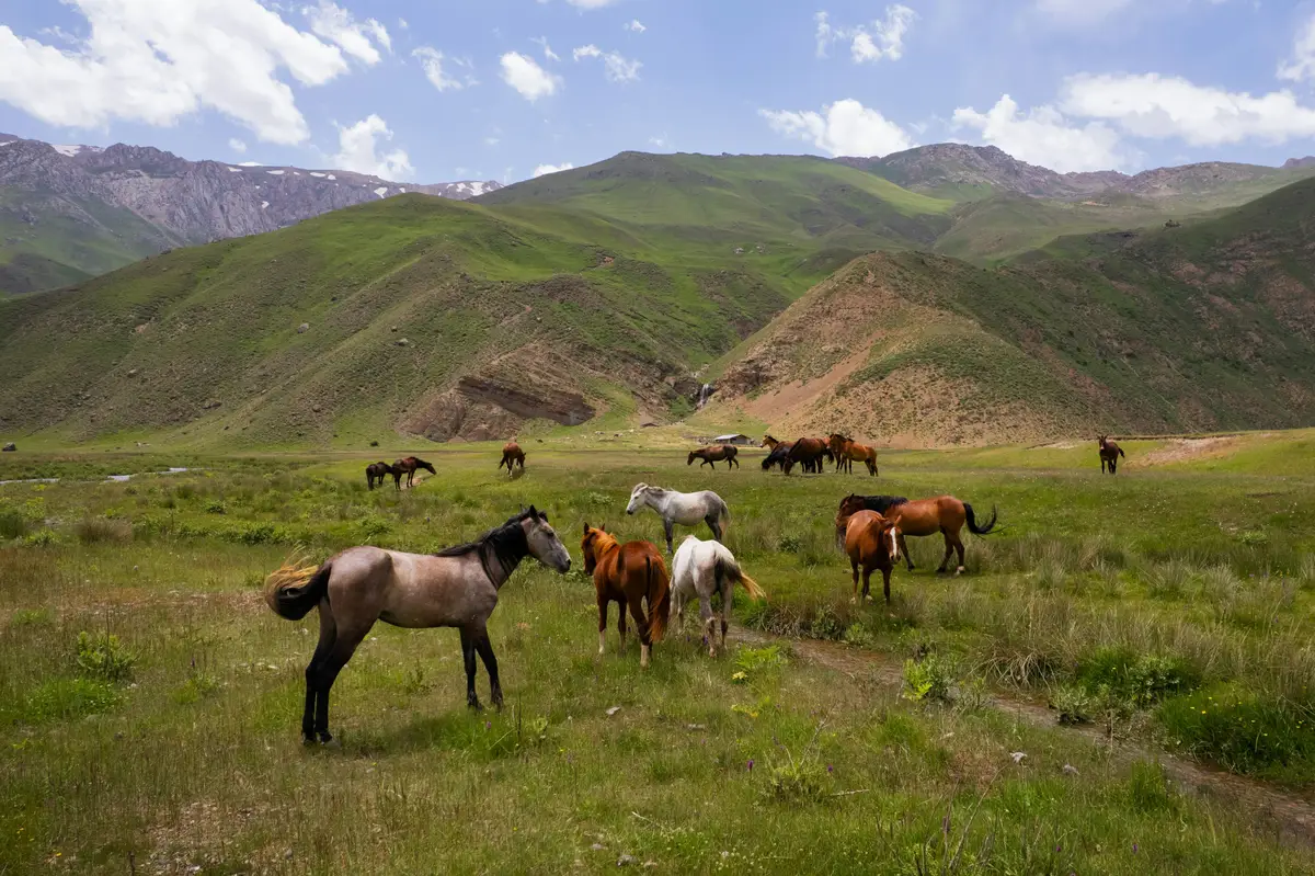 Voyage au Kirghizistan - Chevaux en liberté dans les pâturages