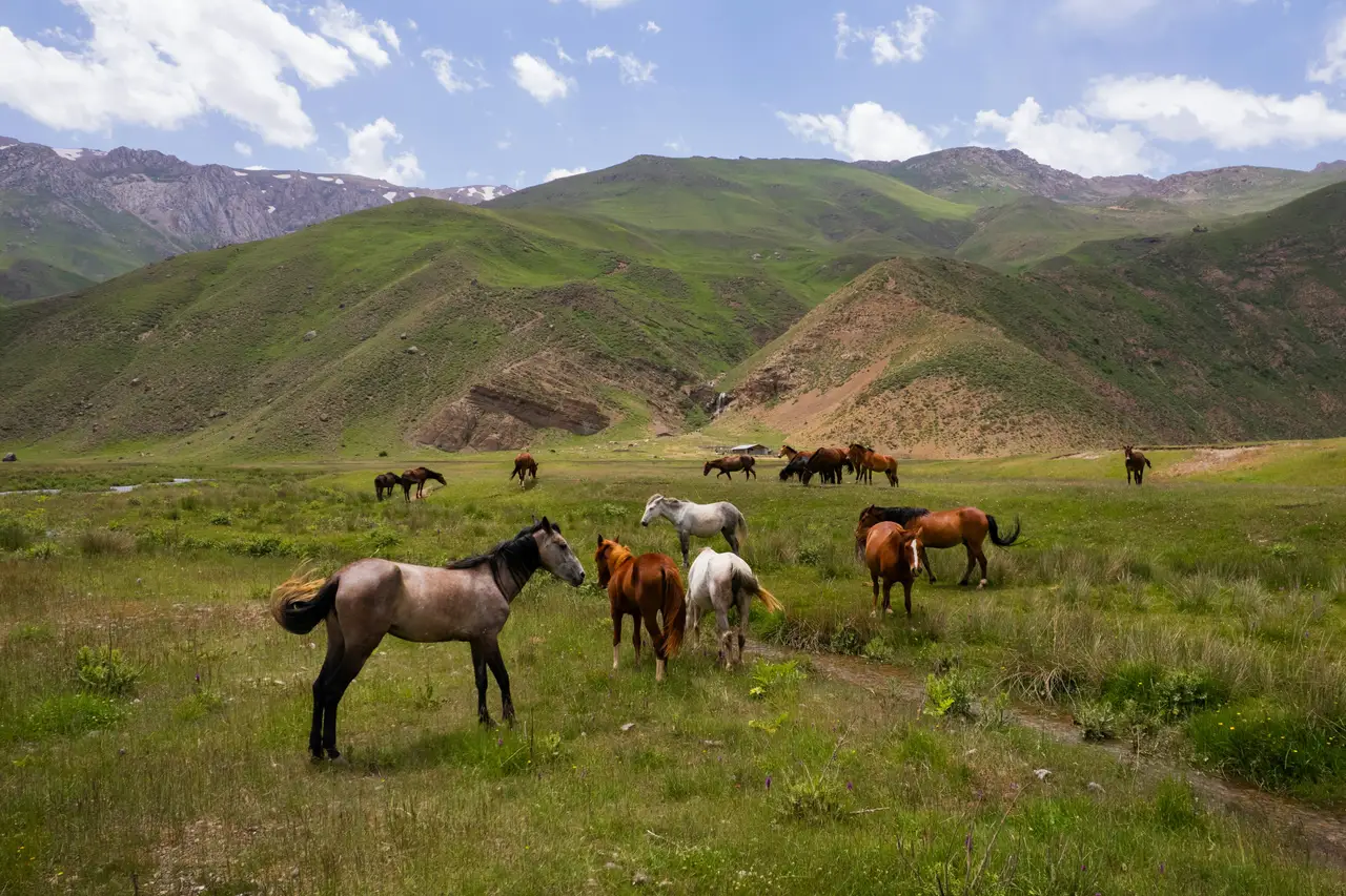 Voyage au Kirghizistan - Chevaux en liberté dans les pâturages