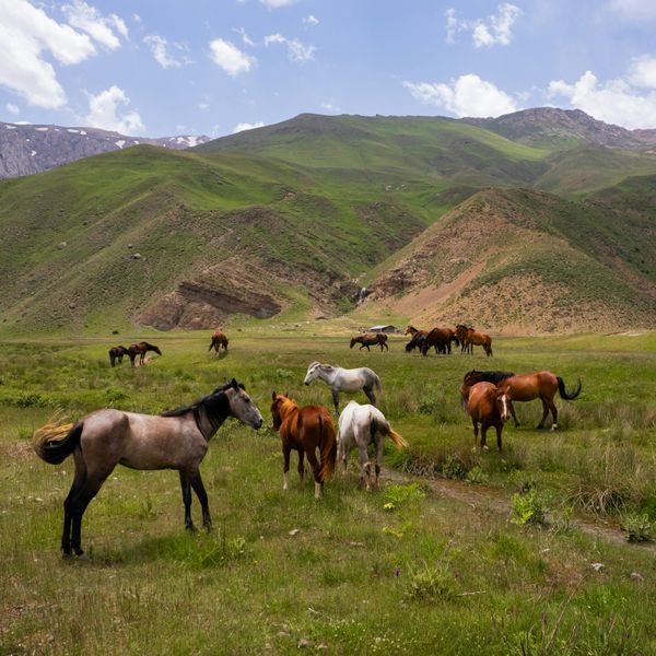 Voyage au Kirghizistan - Chevaux en liberté dans les pâturages