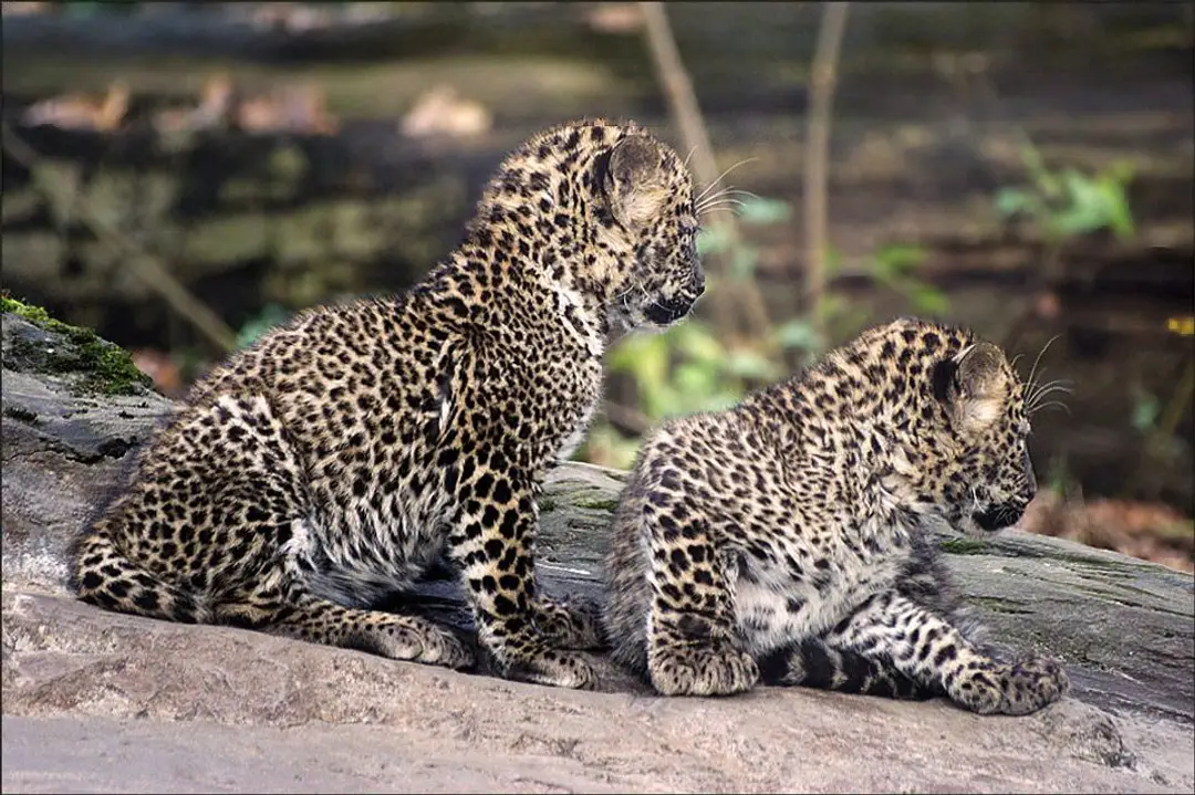 leopard indo.jfif