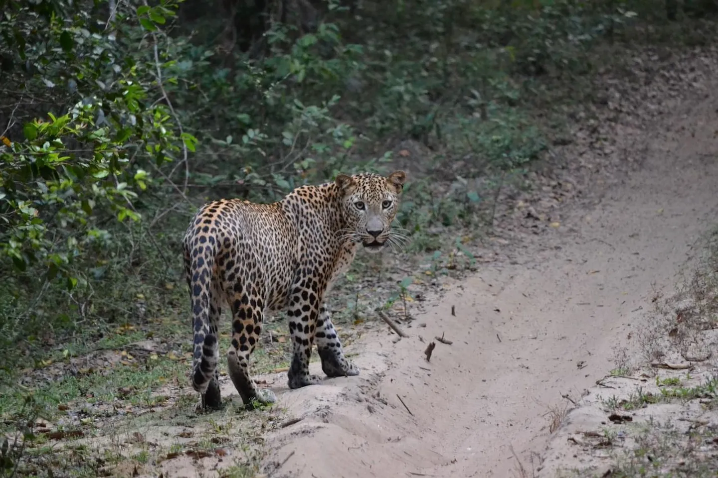 Léopard du Sri Lanka observé en safari dans les parcs nationaux de Yala et Wilpattu — faune sauvage et observation responsable