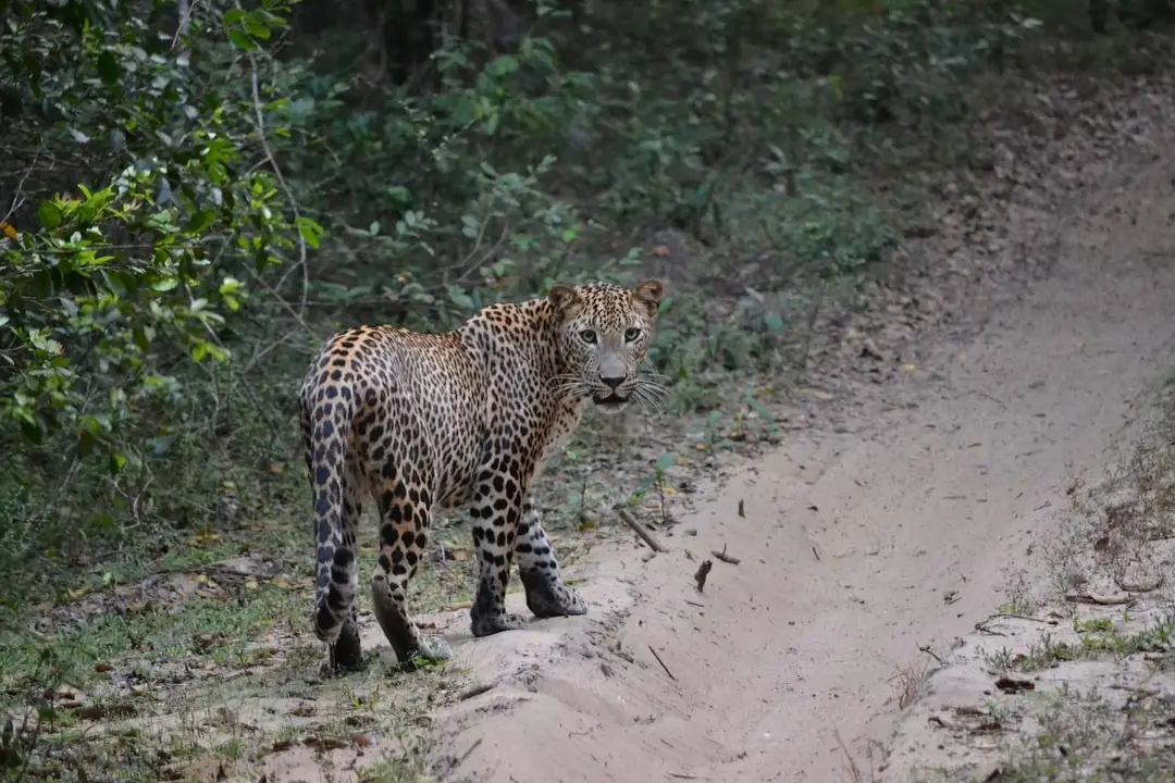 leopard-4752125_1280.jpg