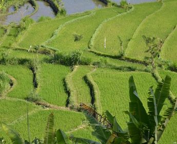 Wanderung durch die Reisterrassen in Sulawesi Indonesien