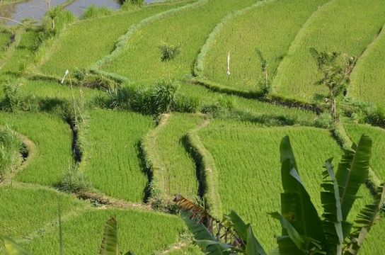 Wanderung durch die Reisterrassen in Sulawesi Indonesien