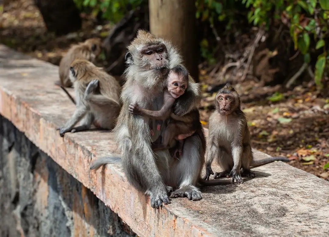 long-tailed-macaque-4501437_1280.jpg