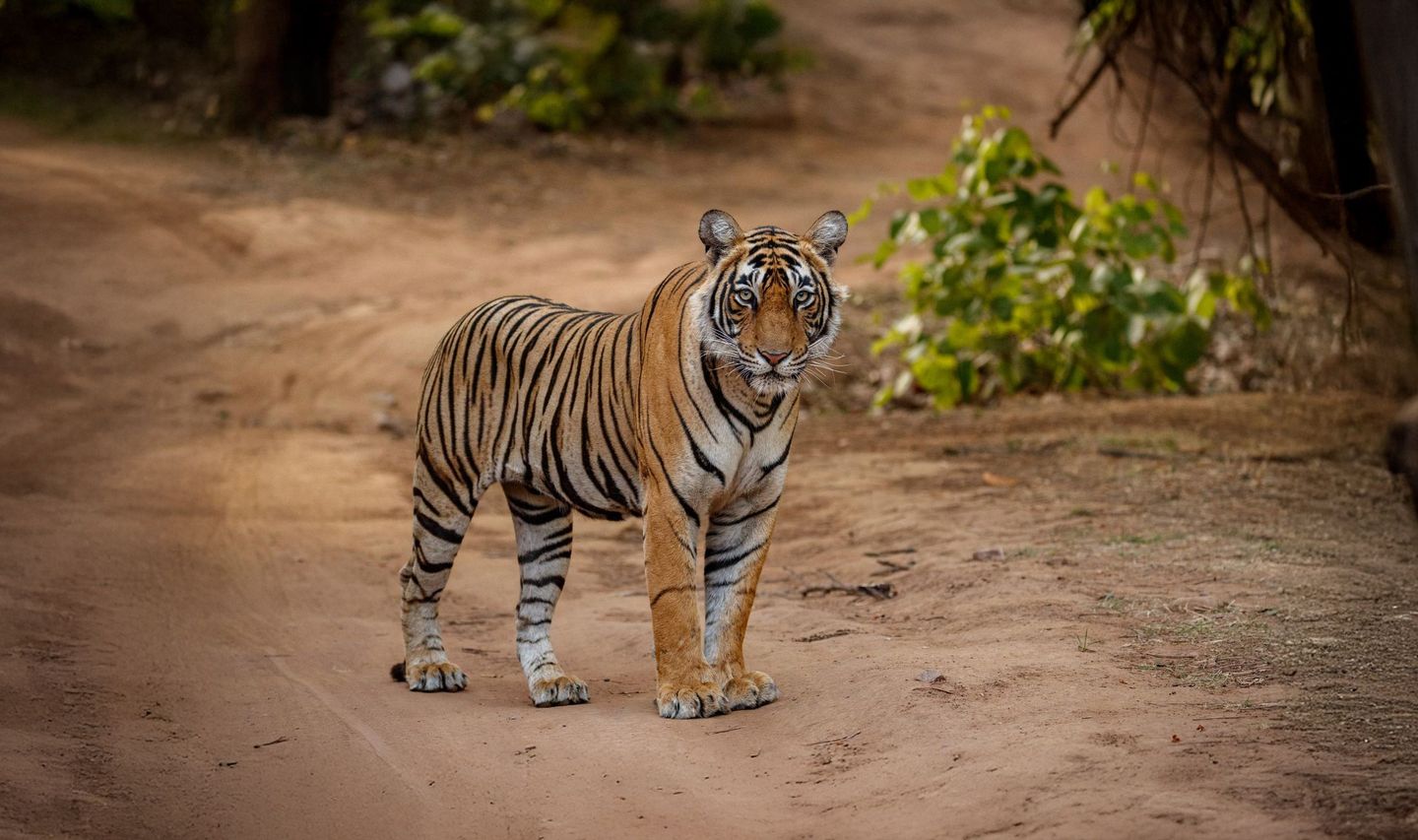 madhya pradesh palaste tierwelt