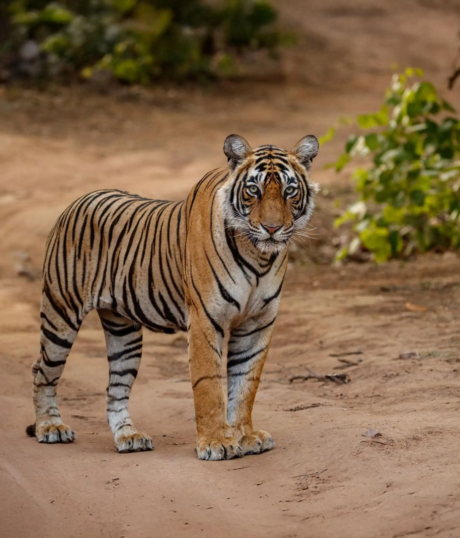 madhya pradesh palaste tierwelt