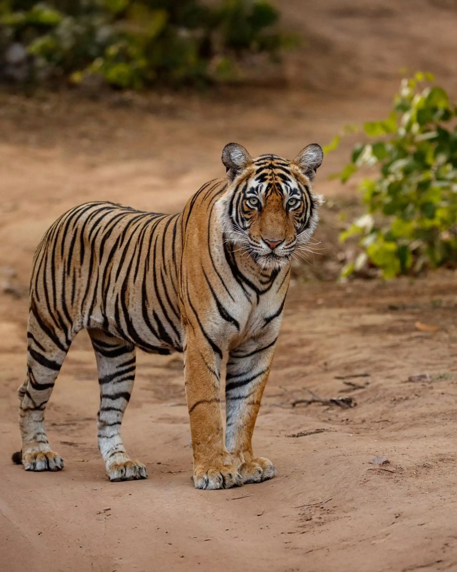 madhya pradesh palaste tierwelt