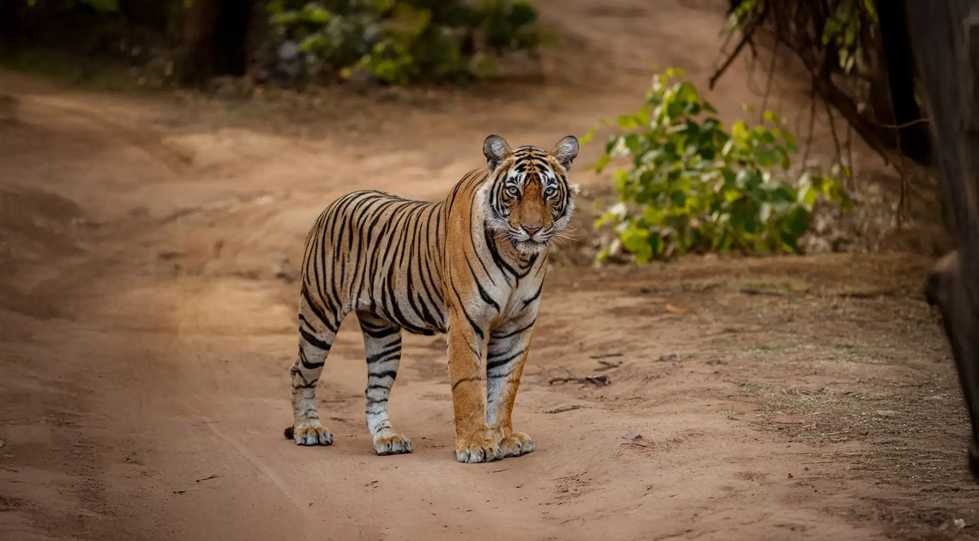 madhya pradesh palaste tierwelt