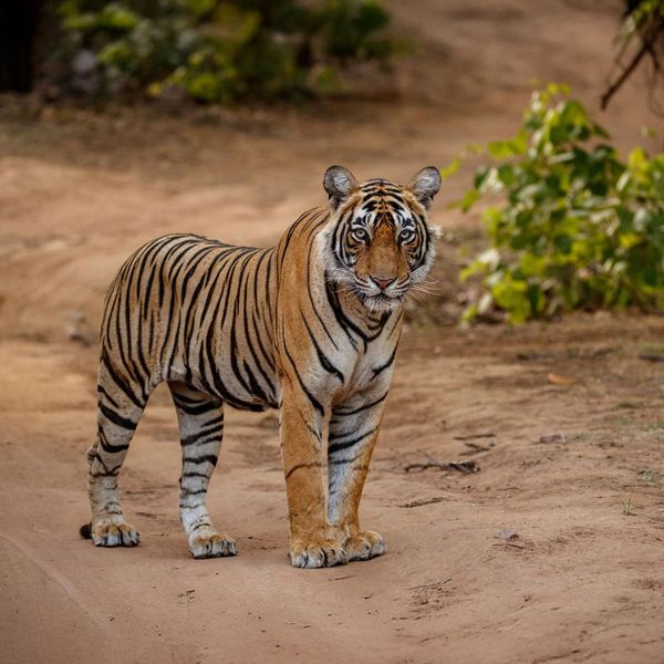 madhya pradesh palaste tierwelt