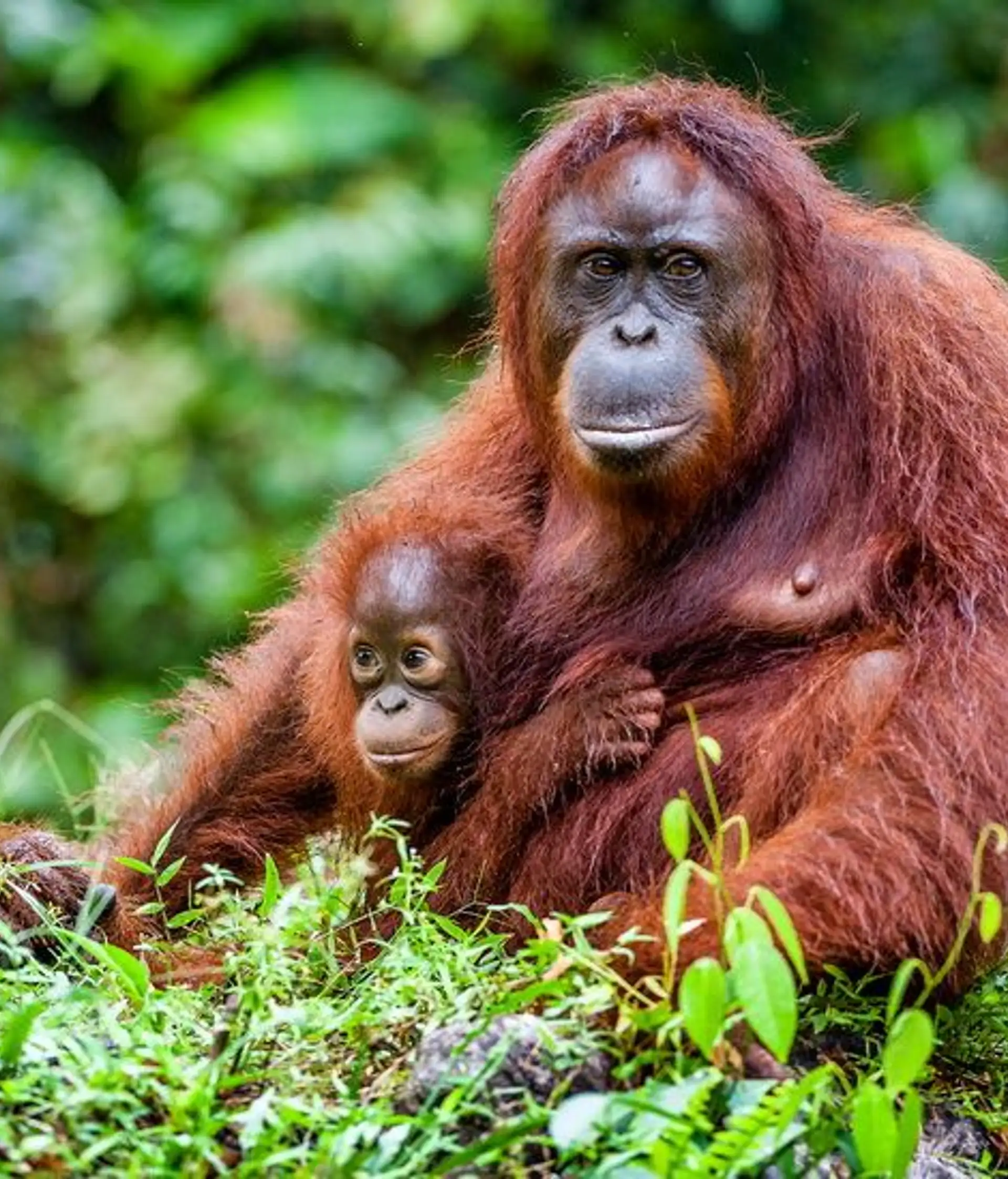 nationalpark-und-mulu-hohlen