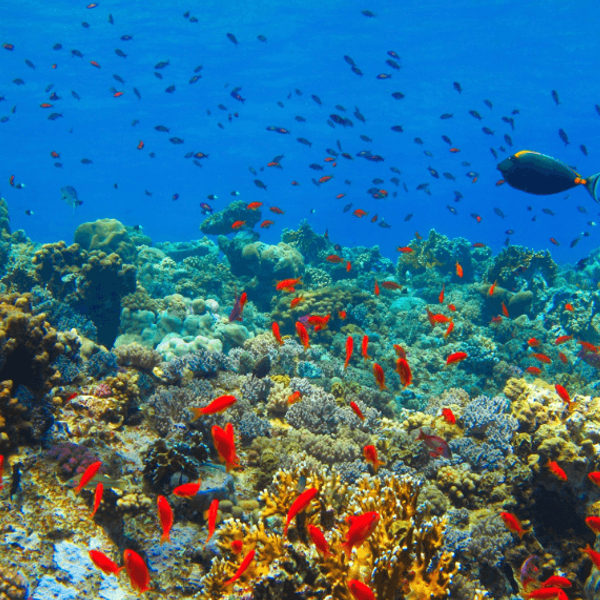 mer-arabie-oman-mascate