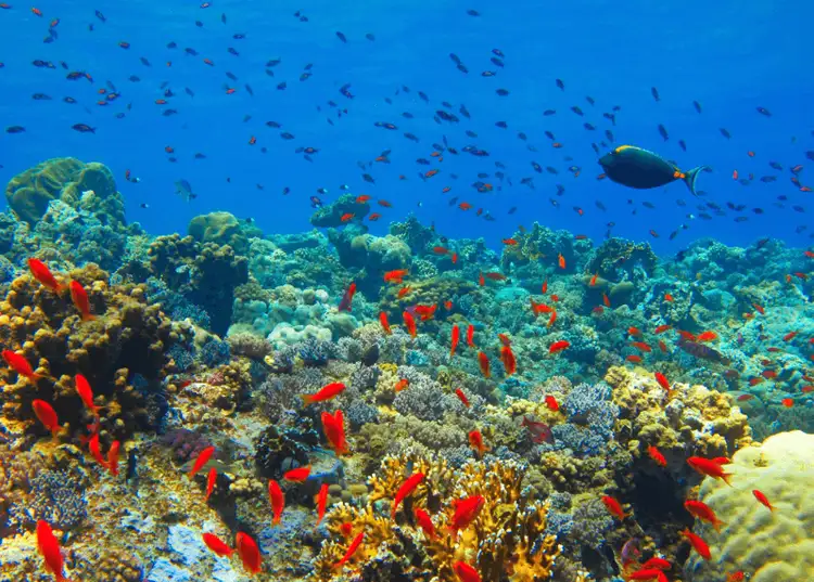 mer-arabie-oman-mascate
