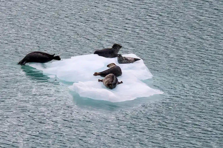 Groupe de phoques se reposant sur un morceau d'iceberg flottant sur l'eau dans les fjords de Kenai près de Seward