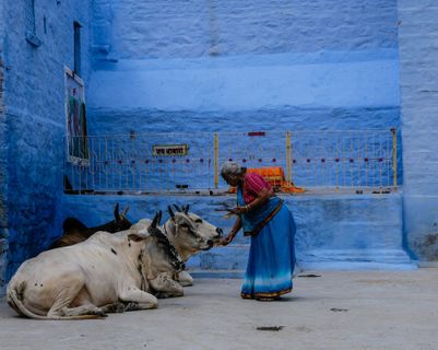 Une femme indienne en sari bleu debout devant un mur d'un bleu intense, nourrissant deux vaches blanches sacrées dans une ruelle étroite de la vieille ville de Jodhpur.