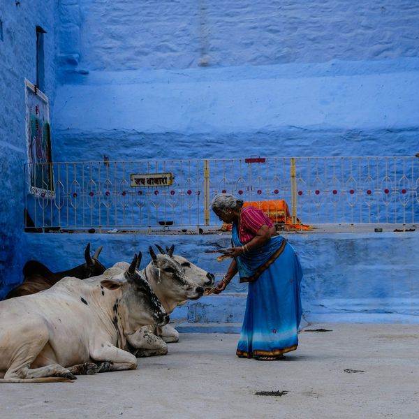 Une femme indienne en sari bleu debout devant un mur d'un bleu intense, nourrissant deux vaches blanches sacrées dans une ruelle étroite de la vieille ville de Jodhpur.