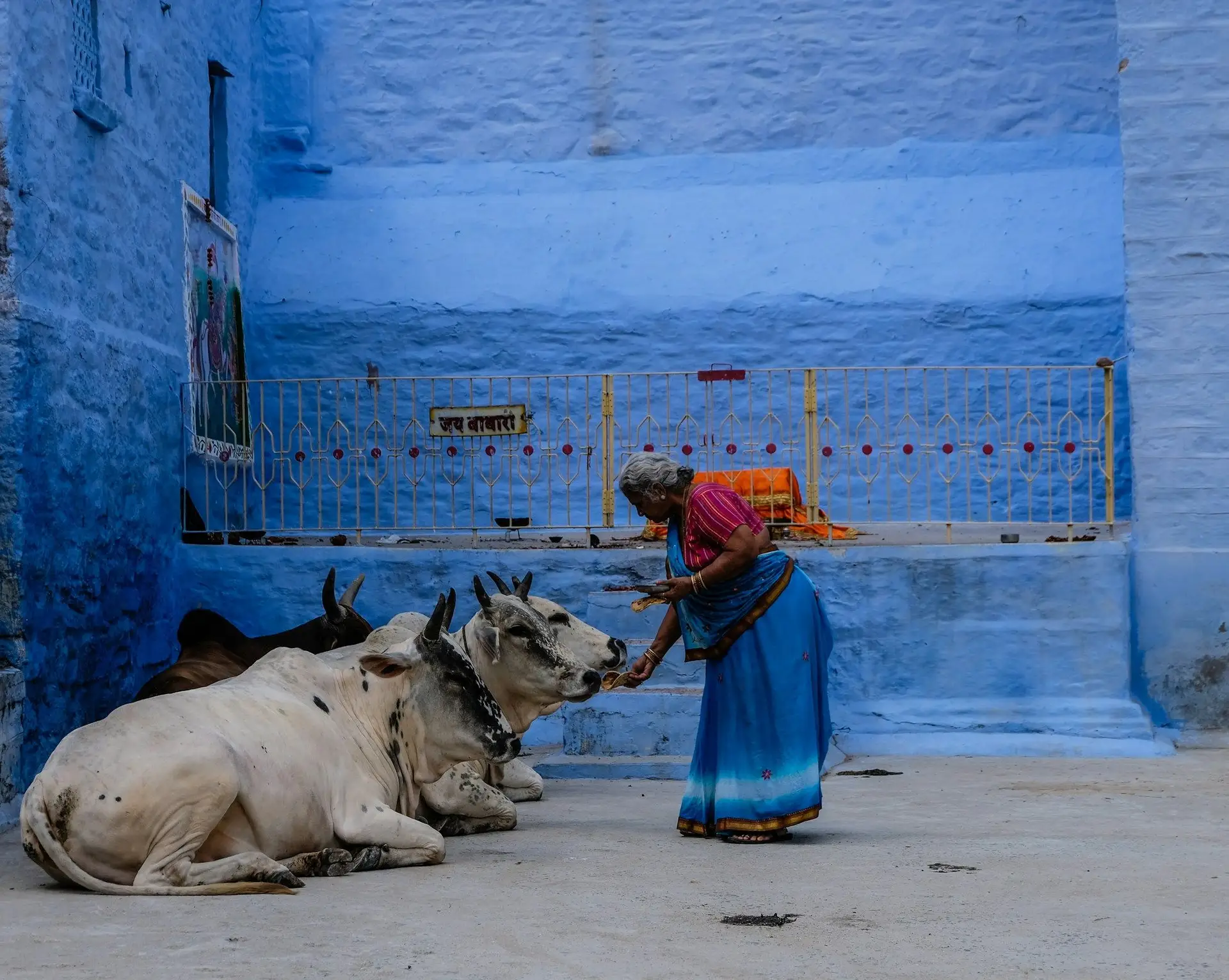 Une femme indienne en sari bleu debout devant un mur d'un bleu intense, nourrissant deux vaches blanches sacrées dans une ruelle étroite de la vieille ville de Jodhpur.