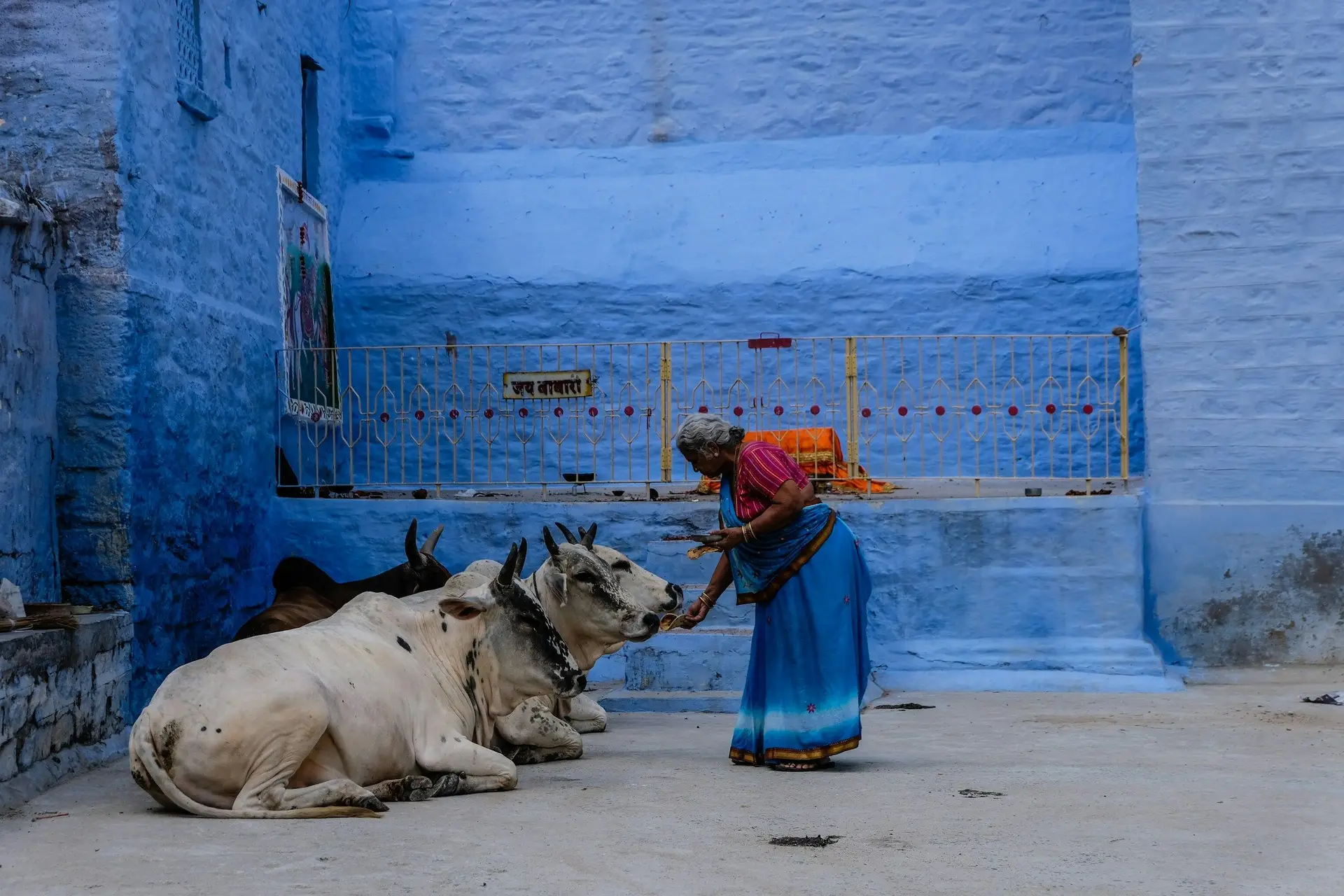 Une femme indienne en sari bleu debout devant un mur d'un bleu intense, nourrissant deux vaches blanches sacrées dans une ruelle étroite de la vieille ville de Jodhpur.
