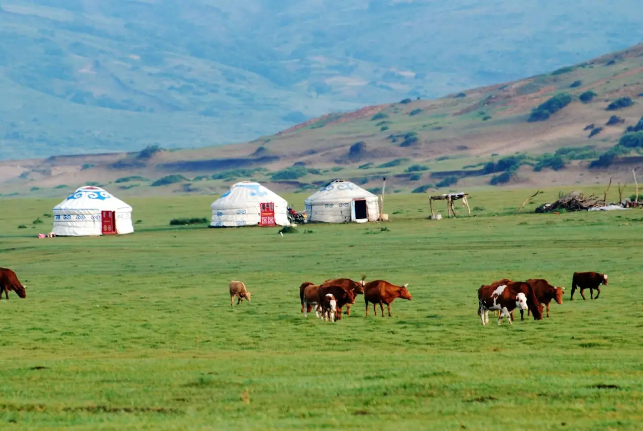 Vaches marchant dans l'herbe verte et yourtes en arrière plan
