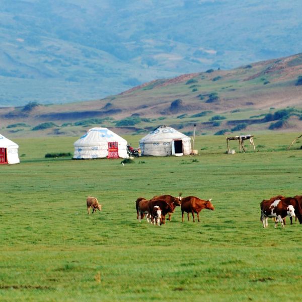 Vaches marchant dans l'herbe verte et yourtes en arrière plan