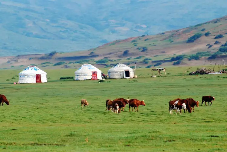 Vaches marchant dans l'herbe verte et yourtes en arrière plan