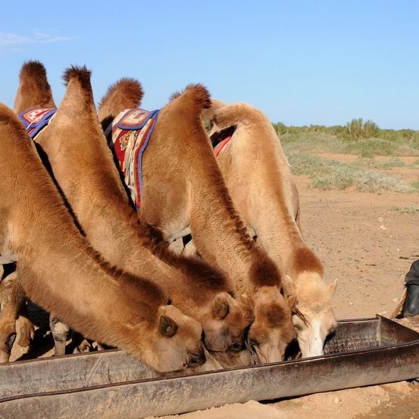 Un éleveur assis avec ses chameaux qui se nourrissent