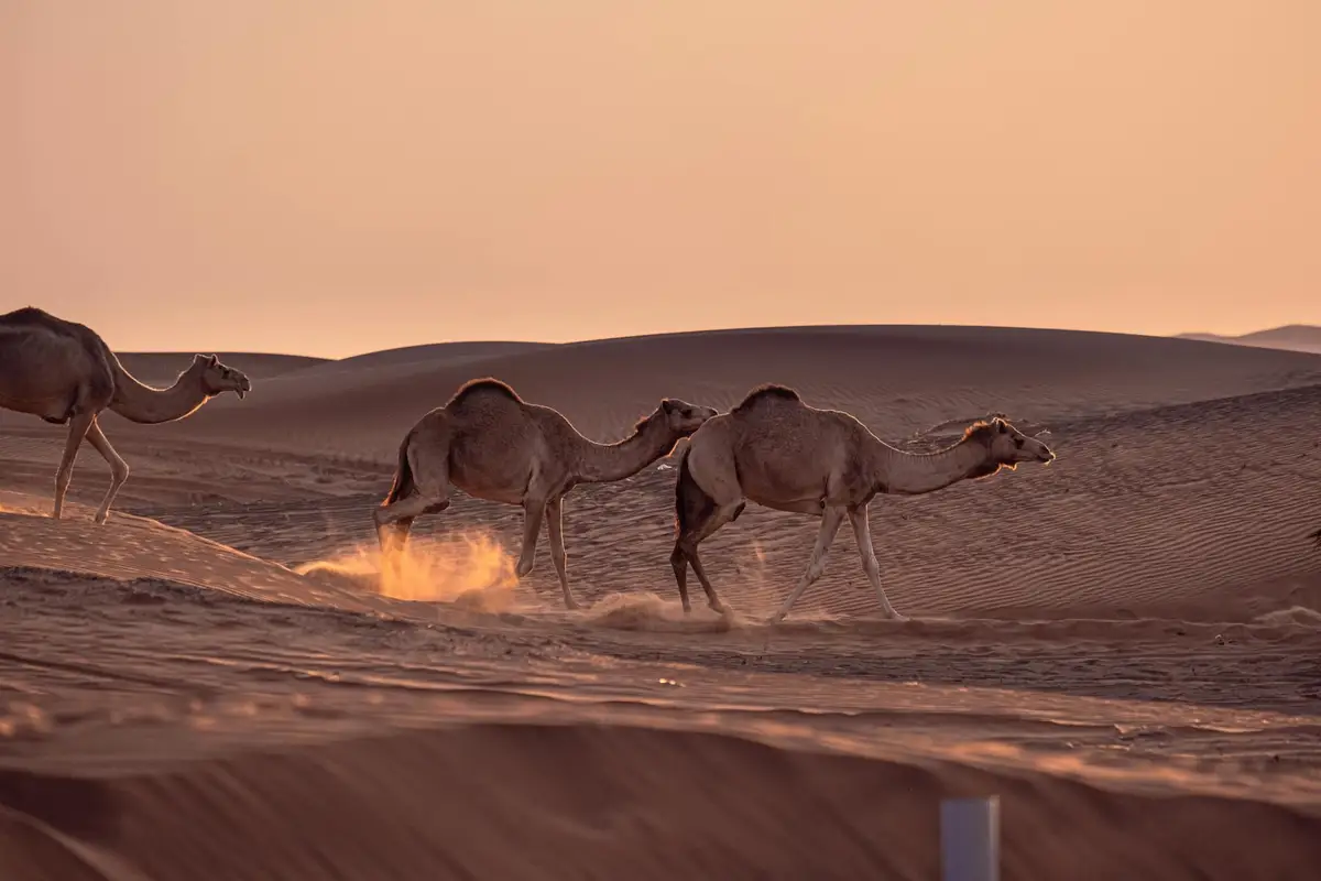 3 chameaux traversant les dunes du désert du Petit Gobi