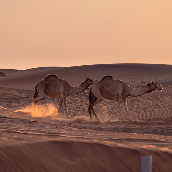 3 chameaux traversant les dunes du désert du Petit Gobi