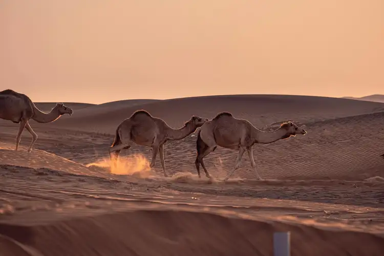 3 chameaux traversant les dunes du désert du Petit Gobi