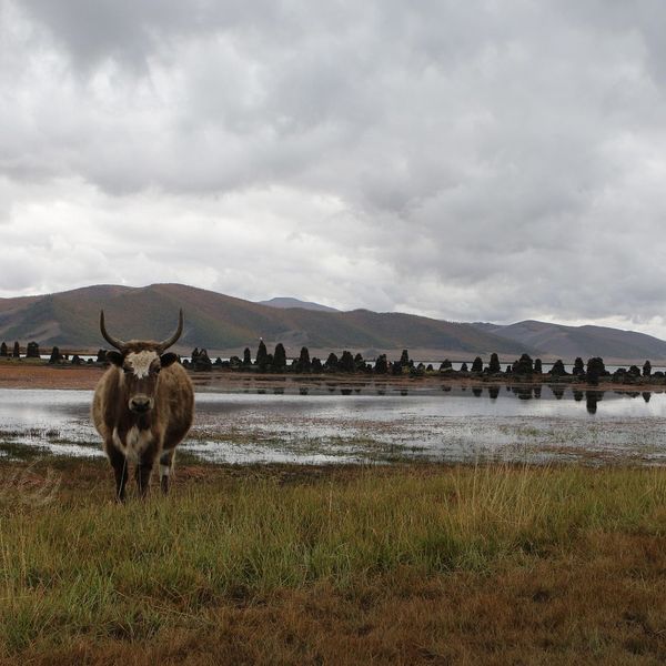 Un bœuf sortant d'un lac mongole