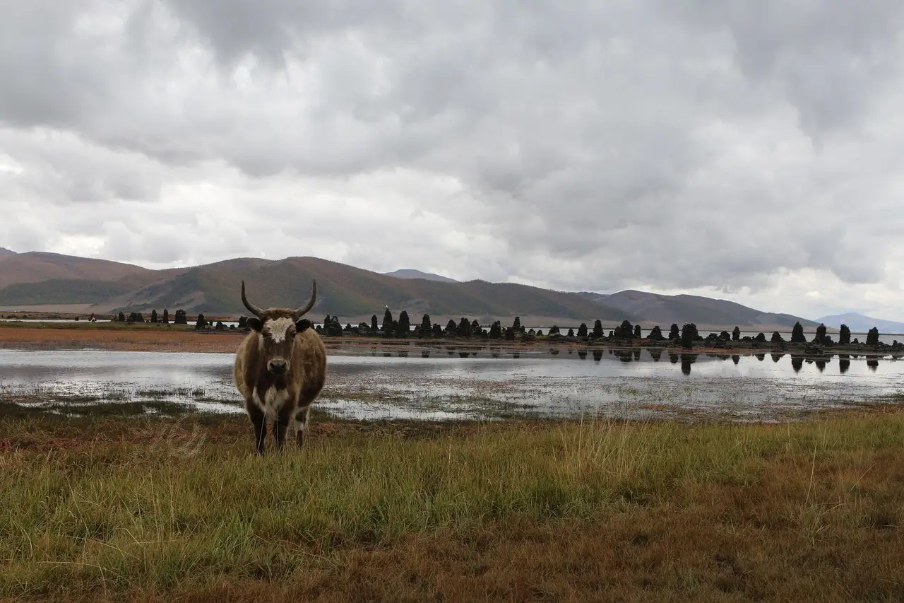 Un bœuf sortant d'un lac mongole