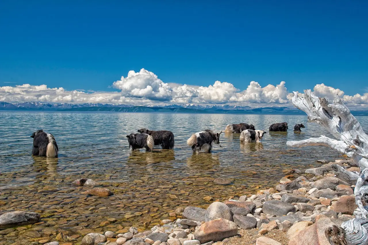 Des yacks se baignant dans un lac mongole ensoleillé