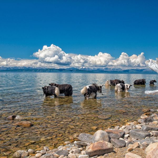 Des yacks se baignant dans un lac mongole ensoleillé