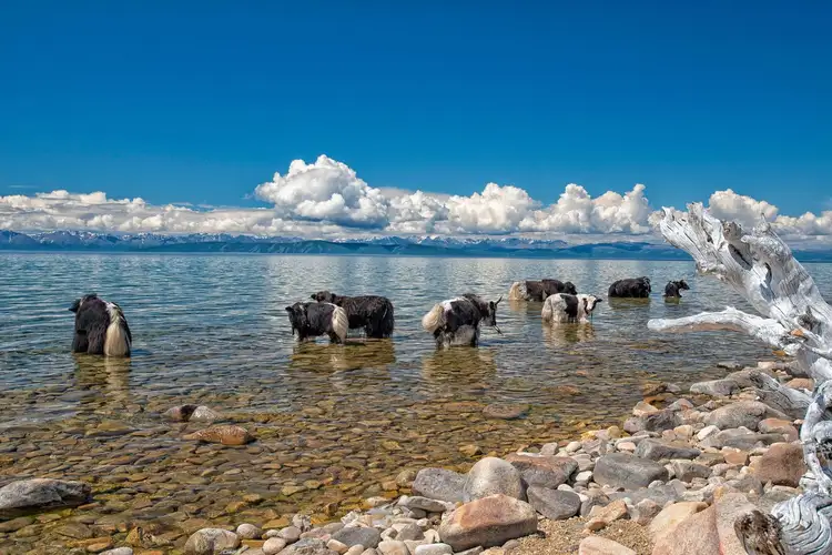 Des yacks se baignant dans un lac mongole ensoleillé