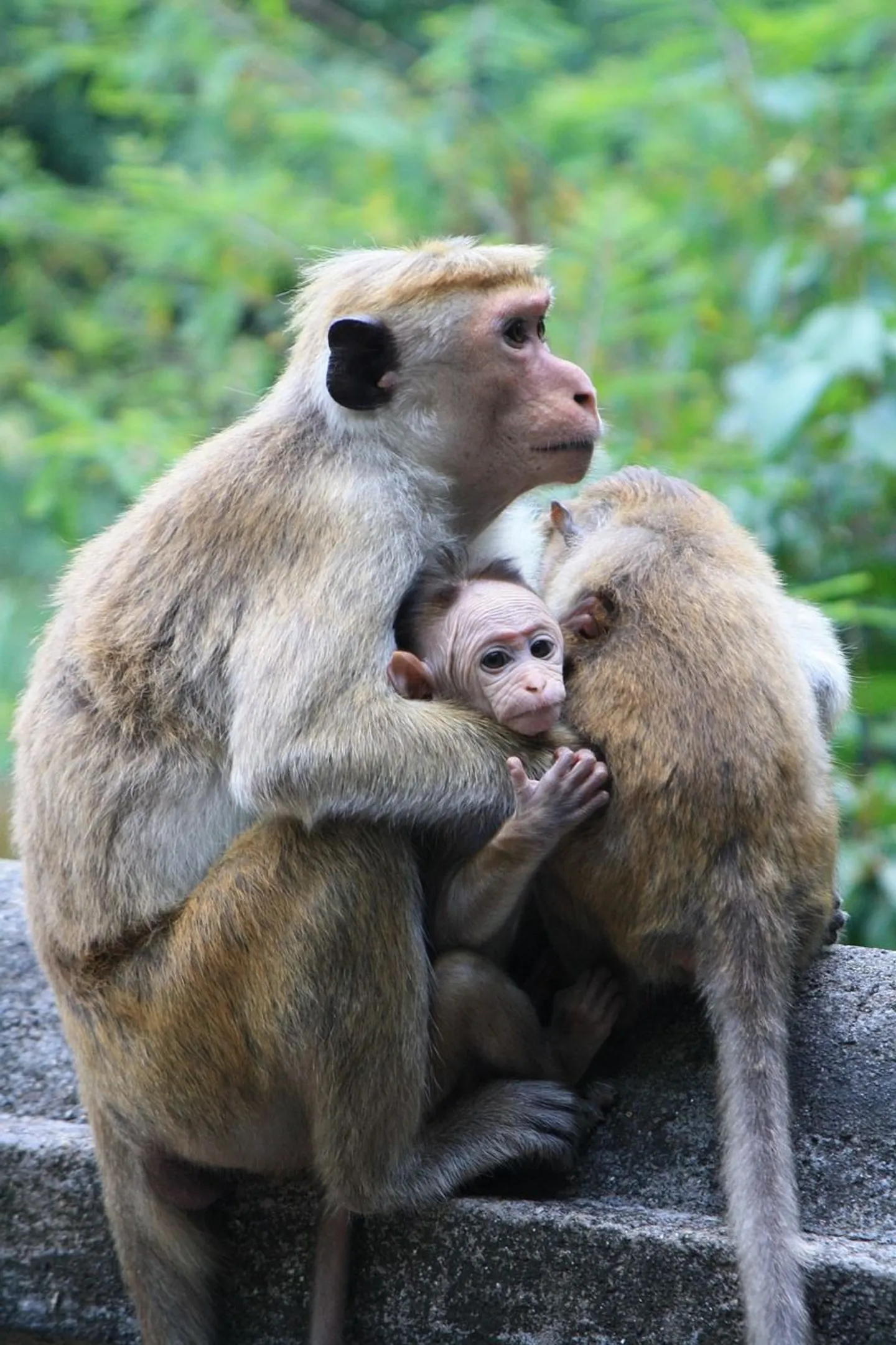 monkey-2360022_1280.jpg