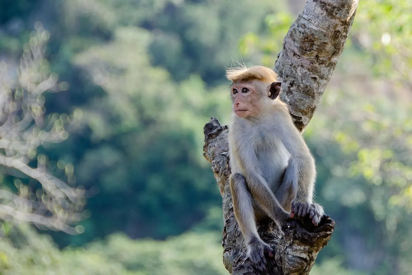 Singe sauvage en Thaïlande observé dans son habitat naturel — comportement et conseils responsables pour voyageurs