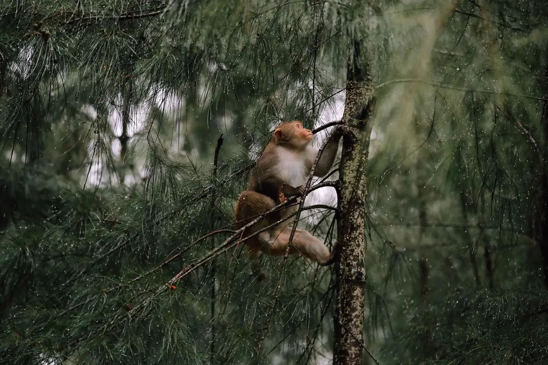 monkey-8936107_1920.jpg