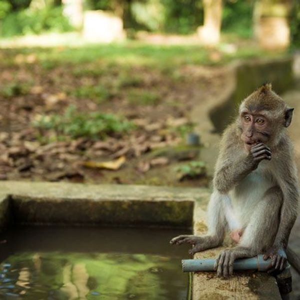Besuch des Minkeyforest in Ubud Bali Indonesien