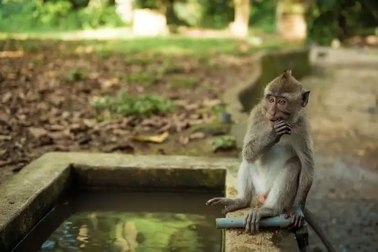 Besuch des Minkeyforest in Ubud Bali Indonesien