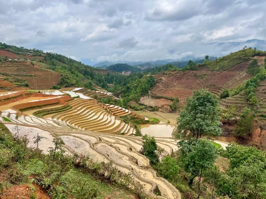 mu cang chai perso .jpeg