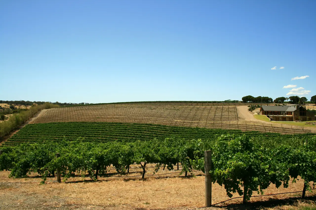 Vignes verdoyantes s'étendant à perte de vue sous le soleil de la Barossa Valley