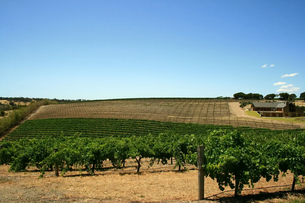 Vignes verdoyantes s'étendant à perte de vue sous le soleil de la Barossa Valley