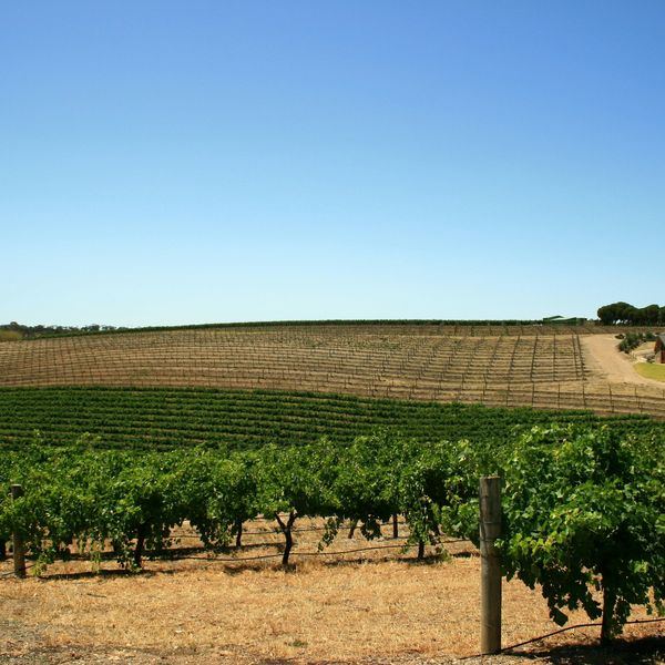 Vignes verdoyantes s'étendant à perte de vue sous le soleil de la Barossa Valley