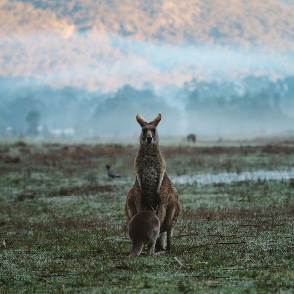 Kangourou et son petit dans une plaine brumeuse au lever du soleil dans le parc national des Grampians
