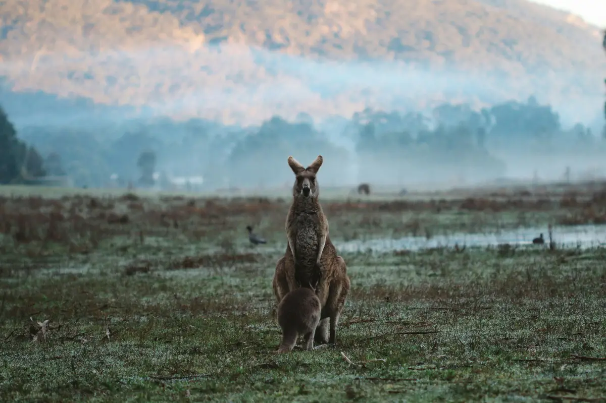 Kangourou et son petit dans une plaine brumeuse au lever du soleil dans le parc national des Grampians