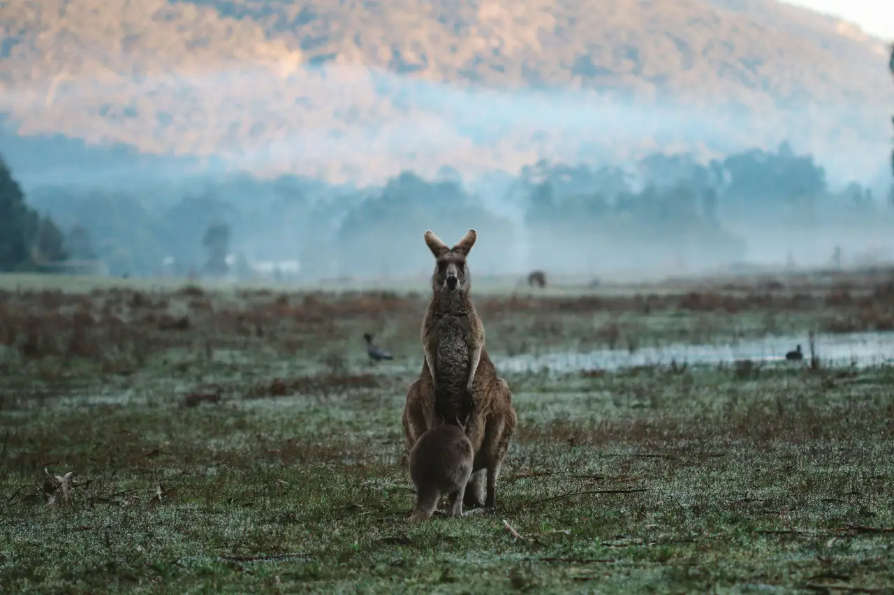 Kangourou et son petit dans une plaine brumeuse au lever du soleil dans le parc national des Grampians